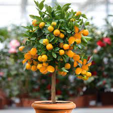 Fortunella margarita, Kumquat {130-150cm}| with fruit